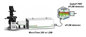 16通道TCSPC光谱分辨荧光寿命成像 (sFLIM)探测器